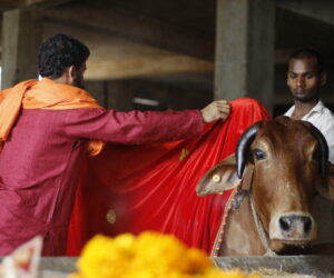 Divine Desi Cow and The Holy Sacred Bhasm (Vibhuti)