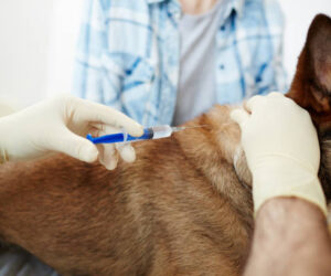Best Veterinary PCD Pharma Company In India