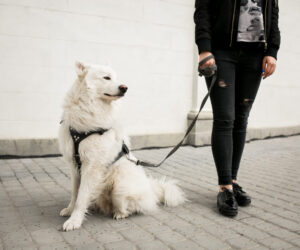Essential Gear for Every Dog Owner: From Soft Dog Muzzles to Tactical Dog Harnesses