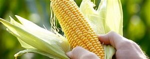 Specialty Fertilizers Market Size And Forecast Report 2024-2030