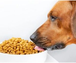 Pet Food Market Size, Share, Analysis & Trends Forecast