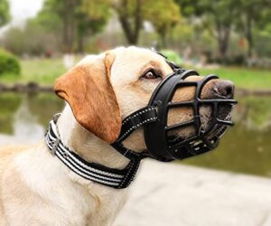 Important 10 Dog Training Equipment in 2024
