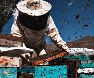 10 Ways to Prevent Ants from Taking Over Your Kitchen