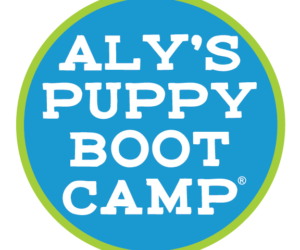 Trained Dogs for Sale: Your Future Well-Behaved Companion Is Just a Click Away