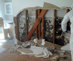 The Health Benefits of Professional Mold Removal: Breathing Easier at Home
