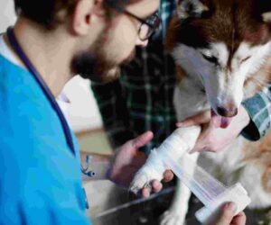 Fractures, Seizures & More: Why an Emergency Veterinarian Service Is Crucial for Pets