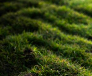 The Best Irrigation Systems for New Sod